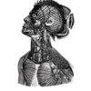 Laure Calé_Mimesis 4